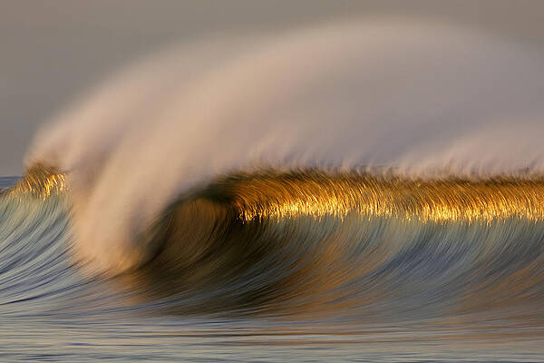 Golden Stripe MG_9094 by David Orias Golden Stripe MG_9094 by David Orias