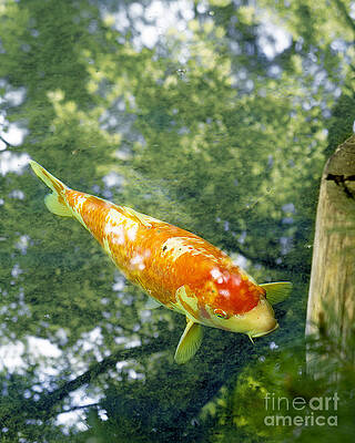 Goldfish by Michaela Hoban