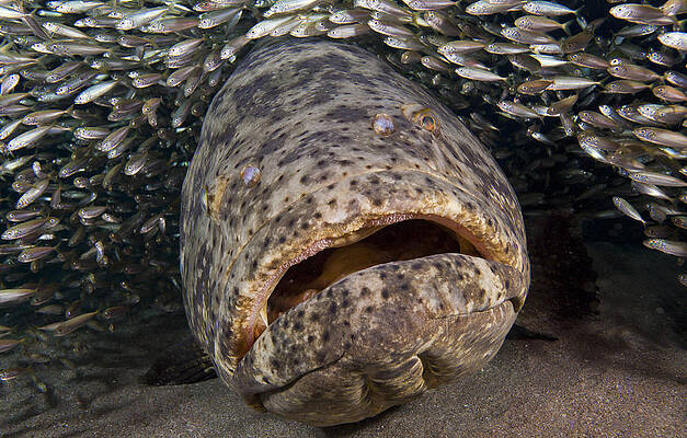 Goliath Grouper by Sandra Edwards Goliath Grouper by Sandra Edwards
