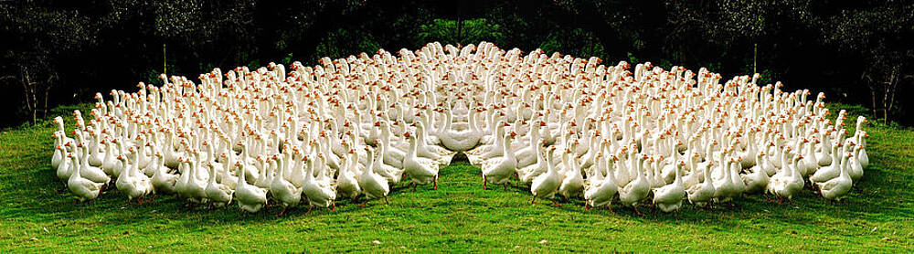 Goose Step left-right left-right by David Cairns