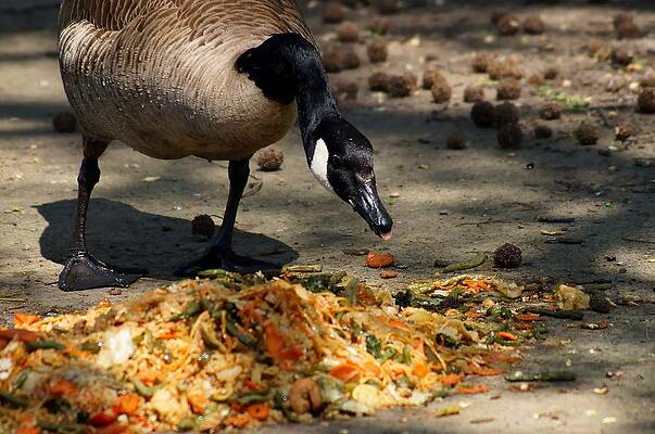 Goose Sticking Tongue Out by John Janette