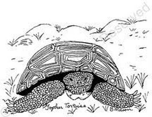 Wall Art - Drawing - Gopher Tortoise by Becky Mason