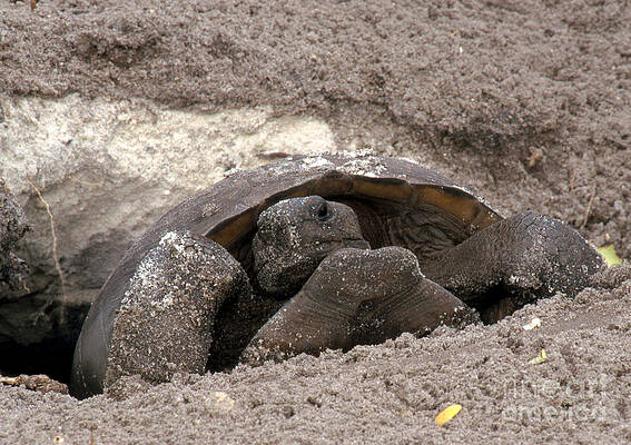 Wall Art - Photograph - Gopher Tortoise by David Davis