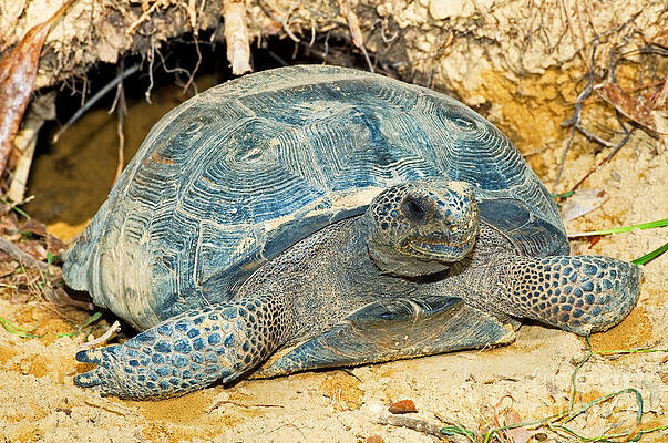 Wall Art - Photograph - Gopher Tortoise In Burrow by Millard H. Sharp