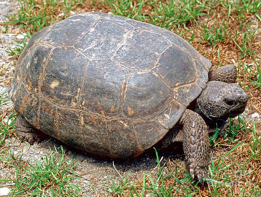 Wall Art - Photograph - Gopher Tortoise by Millard H. Sharp