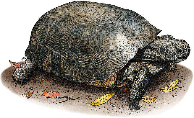 Wall Art - Photograph - Gopher Tortoise by Roger Hall
