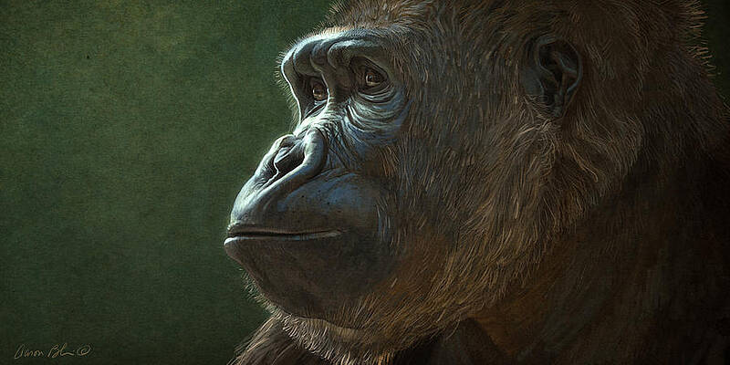 https://render.fineartamerica.com/images/images-profile-flow/400/images-medium-large-5/gorilla-aaron-blaise.jpg