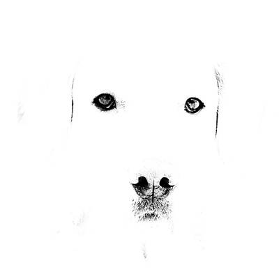 Dog face by Mike Santis Dog face by Mike Santis