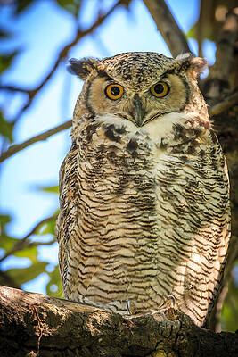 Got my Eyes on You by Stephen Kennedy Got my Eyes on You by Stephen Kennedy