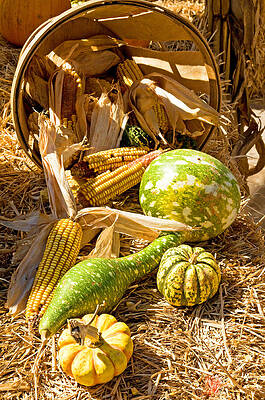 Wall Art - Photograph - Gourds And Corn Harvest by Millard H. Sharp