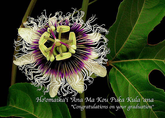 Wall Art - Photograph - Graduation by James Temple