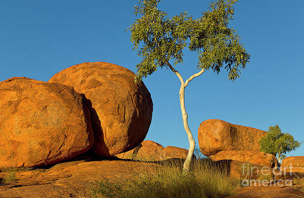 Wall Art - Photograph - Trees and Devils Marbles by Yva Momatiuk John Eastcott