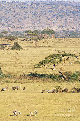 Wall Art - Photograph - Grants Zebra And Wildebeest by Art Wolfe