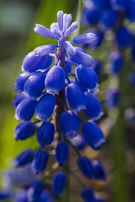Wall Art - Photograph - Grape Hyacinth by Adam Romanowicz