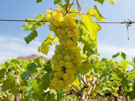Grape   by Suriya Labuasarn