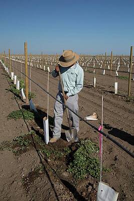 Wall Art - Photograph - Grape Vines Being Tended In Vineyard by Science Photo Library