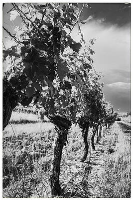 Wall Art - Photograph - Grape Vines in Mono by Georgia Clare