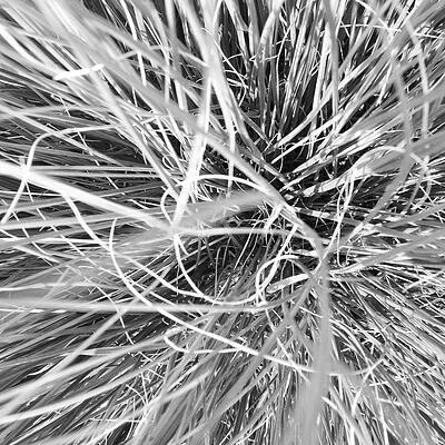 Wall Art - Photograph - Grass by Christy Beckwith