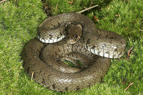 Wall Art - Photograph - Grass Or Ringed Snake by M. Watson