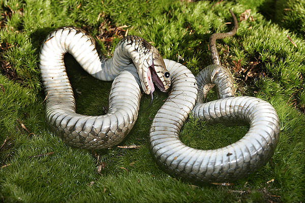 Wall Art - Photograph - Grass Snake Playing Dead by M. Watson