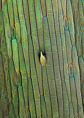 Wall Art - Photograph - Grass Trichome And Stomata by Science Photo Library