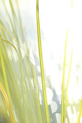 Grasses and lake - high key - available for licensing by Ulrich Kunst And Bettina Scheidulin Grasses and lake - high key - available for licensing by Ulrich Kunst And Bettina Scheidulin