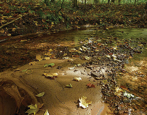 Gravel Bed by Gary O'Boyle Gravel Bed by Gary O'Boyle