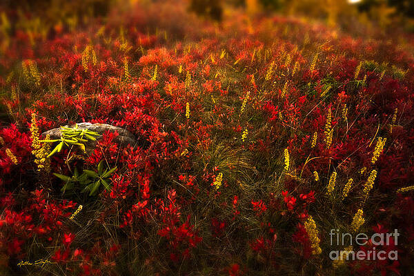 Graveyard Fields II - 2010 by Matthew Turlington Graveyard Fields II - 2010 by Matthew Turlington