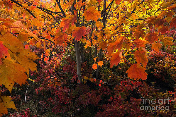 Graveyard Fields III - 2010 by Matthew Turlington Graveyard Fields III - 2010 by Matthew Turlington