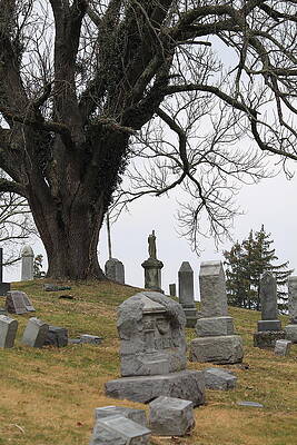 Wall Art - Photograph - Graveyard Tree by Angela Murdock