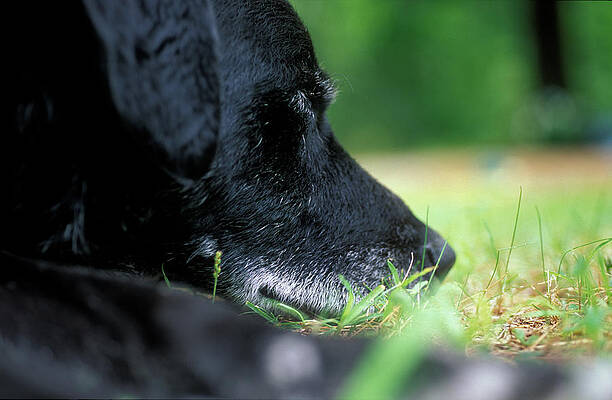Wall Art - Photograph - Gray Faced Mutt Taking A Nap by Peter Dennen
