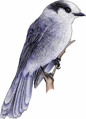 Wall Art - Photograph - Gray Jay by Roger Hall