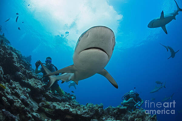 Wall Art - Photograph - Gray reef sharks _Carcharhinus amblyrhynchos_ and divers at a dive site named Vertigo, off the island of Yap_ Yap, Micronesia by Dave Fleetham