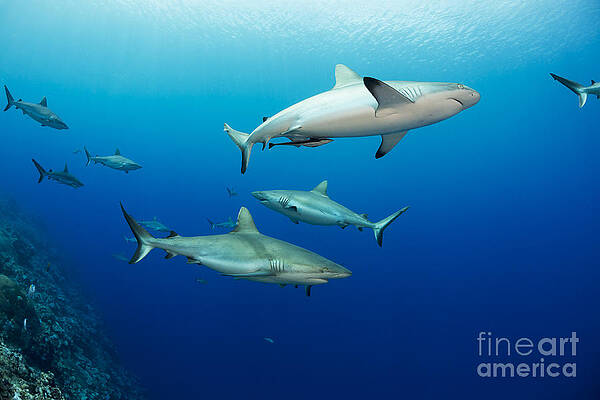 Wall Art - Photograph - Gray reef sharks _Carcharhinus amblyrhynchos_, fill the water column at a dive site named Vertigo, off the island of Yap_ Yap, Micronesia by Dave Fleetham