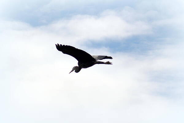 Great Blue Heron Flying Past the Clouds Above Trojan Pond 3 by Dawna Morton