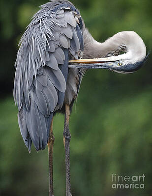 Great Blue Heron Preens Vertical by Ilene Hoffman Great Blue Heron Preens Vertical by Ilene Hoffman