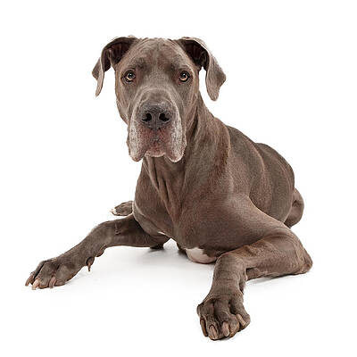 Wall Art - Photograph - Great Dane Dog Isolated on White by Good Focused
