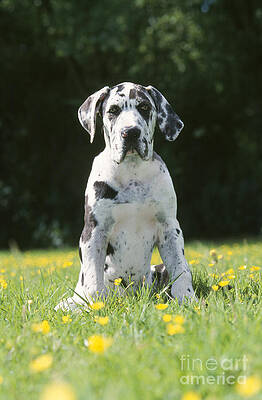 are great dane puppies clumsy