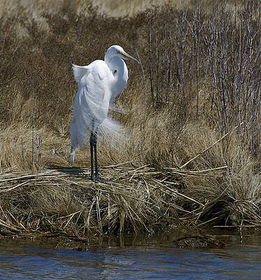 Great Egret by Greg Vizzi Great Egret by Greg Vizzi
