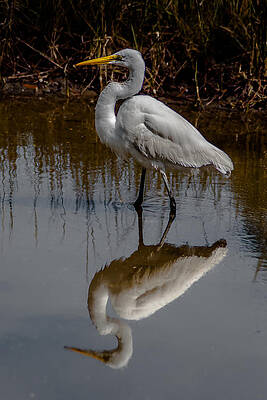 Great Egret Reflection by Charles Moore Great Egret Reflection by Charles Moore