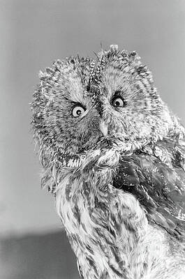 Wall Art - Photograph - Great Gray Owl Strix Nebulosa Staring by Vintage Images