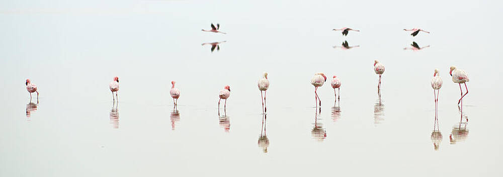 Wall Art - Photograph - Greater And Lesser Flamingos In A Salt by Marc Pagani