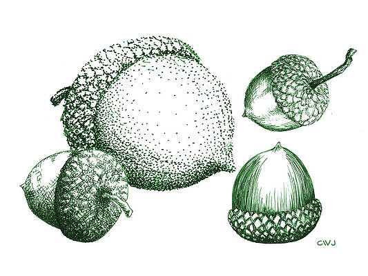 Green Acorns by Cynda Warren Joyce