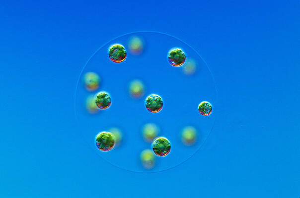 Wall Art - Photograph - Green Algae, Eudorina Californica, Lm by Michael Abbey