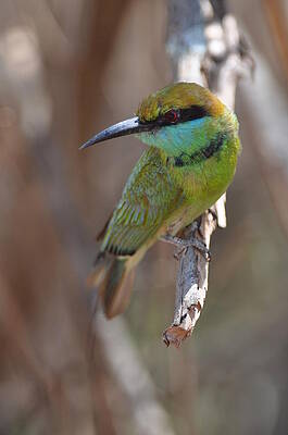  Photograph - Green Bee-eater by Susantha Wijegunasekera