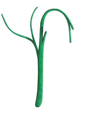Green branche by Giuseppe Epifani Green branche by Giuseppe Epifani