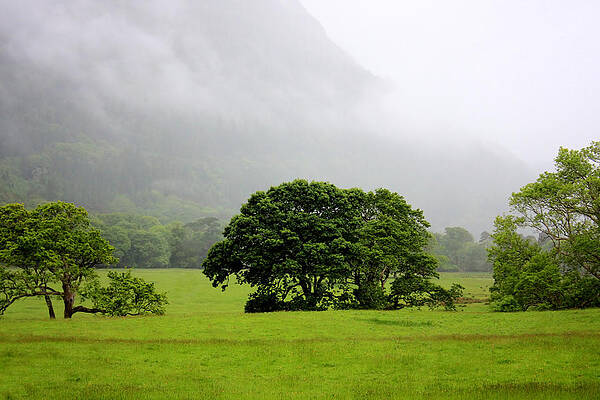 Green Photograph - Green Cluster by Mark Callanan