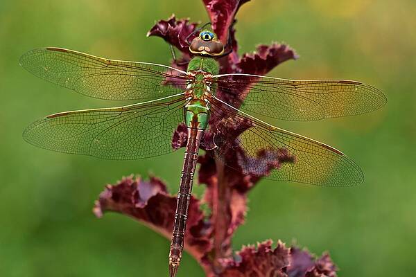 Green Darner on Lettuce by Catia Juliana Green Darner on Lettuce by Catia Juliana