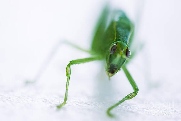 Wall Art - Photograph - Green Grasshopper Caelifera by Iris Richardson