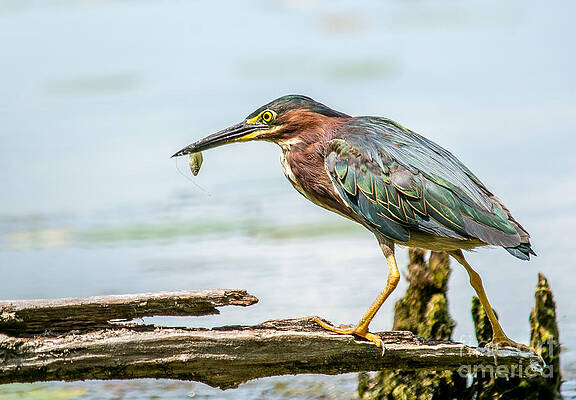 Wall Art - Photograph - Green Heron Perfection by Cheryl Baxter